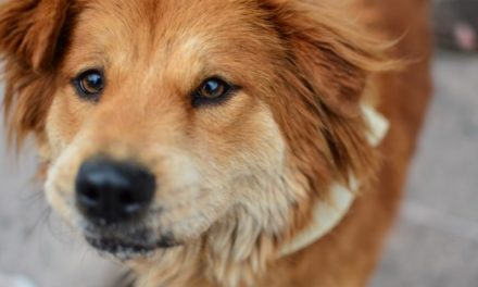 Invita Municipio a “Primer tianguis para perros y gatos”
