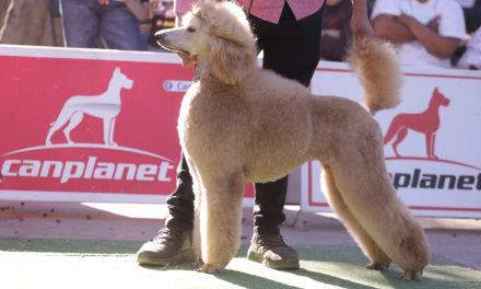 TERE JIMÉNEZ VISITÓ EL PRIMER TIANGUIS PARA PERROS Y GATOS