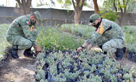 ELEMENTOS DEL EJÉRCITO MEXICANO SE SUMAN A LABORES DEL VIVERO MUNICIPAL