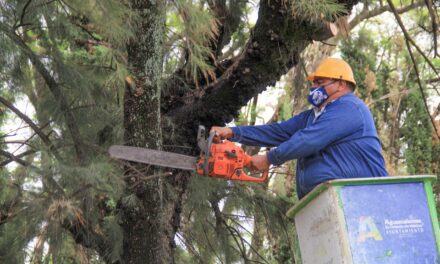 MUNICIPIO REFUERZA TRABAJOS DE PODA PARA EVITAR RIESGOS DURANTE LA TEMPORADA DE LLUVIAS