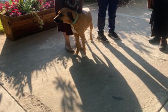 CONVOCA MUNICIPIO A NUEVAS JORNADAS GRATUITAS DE ESTERILIZACIÓN CANINA Y FELINA