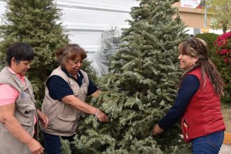 LISTA LA SECRETARIA DE SERVICIOS PUBLICOS PARA RECIBIR LOS ÁRBOLES NAVIDEÑOS