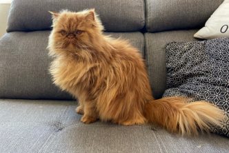PROMUEVE MUNICIPIO BIENESTAR Y TENENCIA RESPONSABLE DE ANIMALES DE COMPAÑÍA