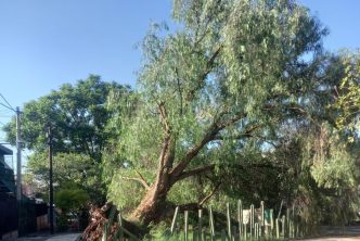 CONTINÚA MUNICIPIO ATENDIENDO ÁRBOLES AFECTADOS POR LA LLUVIA EN PARQUES, JARDINES Y ÁREAS PÚBLICAS