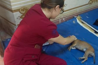 AVANZAN ACCIONES DE ESTERILIZACIÓN DE MASCOTAS EN DELEGACIONES RURALES DEL MUNICIPIO DE AGUASCALIENTES