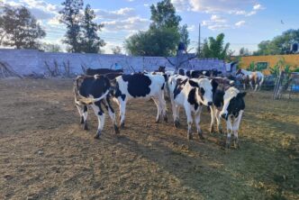 INVITA MUNICIPIO A PEQUEÑOS PRODUCTORES PECUARIOS A INSCRIBIRSE EN LA CLÍNICA VETERINARIA AMBULATORIA 2024