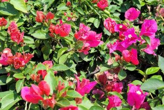 INFORMA MUNICIPIO DE AGUASCALIENTES SOBRE ESPECIES DE ÁRBOLES NO APTAS PARA BANQUETAS