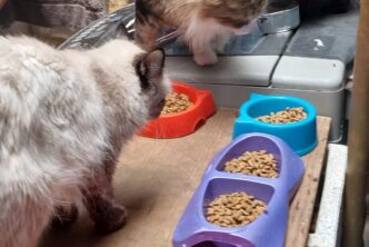 MUNICIPIO E ISSEA OFRECERÁN CIRUGÍAS GRATUITAS DE ESTERILIZACIÓN PARA CANINOS Y FELINOS