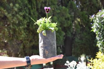 INICIA LA DONACIÓN ANUAL DE PLANTAS Y ÁRBOLES EN EL VIVERO MUNICIPAL