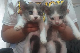 MUNICIPIO LLEVARÁ ESTERILIZACIONES CANINAS Y FELINAS  A VILLA CANTO Y LADRILLERAS LOS ARELLANO