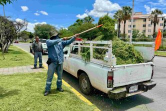REFUERZA MUNICIPIO MANTENIMIENTO DE CAMELLÓN CENTRAL DE PRIMER ANILLO