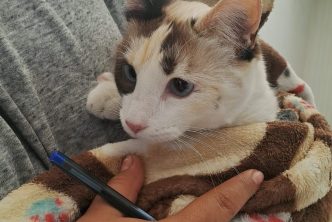 REALIZARÁN MUNICIPIO DE AGUASCALIENTES E ISSEA NUEVA CAMPAÑA DE ESTERILIZACIÓN CANINA Y FELINA
